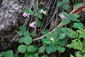 Image result for Vigna vexillata