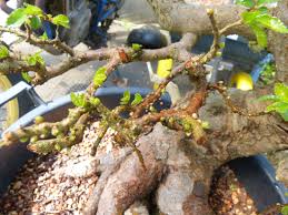 Japan is located in one of the most geologically active regions in the world, along the 'pacific ring of fire'.the japanese landscape has lots of volcanoes and hot springs and experiences many earthquakes and tsunamis. Kaizen Bonsai Blogcreating And Maintaining A Bonsai Tree