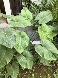 Homalomena Ide Berkebun Kebun Tanaman