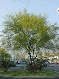 Image result for Parkinsonia aculeata