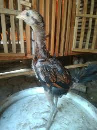 Aug 09, 2021 · gambar ayam ninja / gambar ayam pama ninja edisi muda perdana ayam bangkok pukul depan muda super ayam adalah sejenis burung peliharaan. Jual Anakan Ayam Pama Ninja Bl Ori Trah Pacek Import Di Lapak Erni Fara Bukalapak