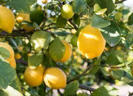 Image result for Citrus × limon