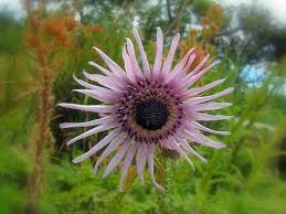 Image result for Berkheya speciosa