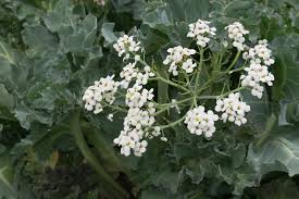 Image result for Crambe hispanica