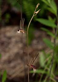 Image result for Eulophia longisepala