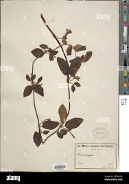 Image result for Lonicera confusa