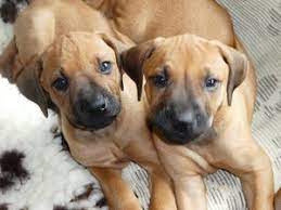 German shepherd puppy crossed with beagle for sale in cape town. Rhodesian Ridgeback Puppies For Sale Cape Town Free Classifieds In South Africa