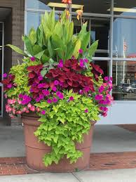 This Is A Really Big Pot But This Could Be Done On A Smaller Scale To Enjoy Tropicals In A Cooler Flower Pots Outdoor Container Gardening Flowers Patio Plants