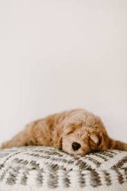 We breed goldendoodles in small. Almond Blossom Doodles