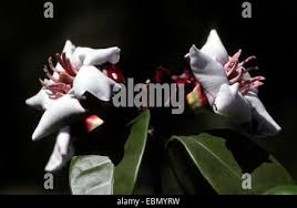 Image result for Strophanthus amboensis