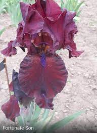 Fortunate Son Iris Flowers Cattleya Plant Life