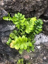 Image result for Asplenium emarginatum