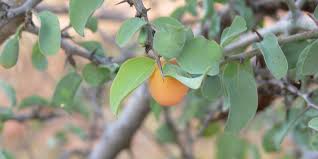 Image result for Ximenia americana