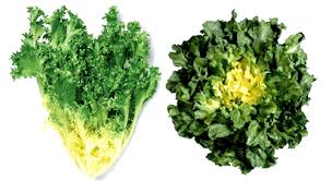 The Different Types Of Endive Lettuce How To Prepare And How To Cook Wild Food Recipe Sites Leafy Greens