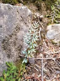 Image result for Pellaea dura