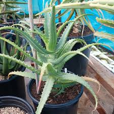 Image result for Aloe arborescens × inyangensis