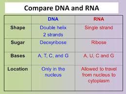 From Gene To Protein Chapter 17 Campbell What Do Genes