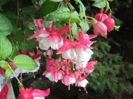 Good fuchsia plant care entails planting them in soil with a ph level of 6 to 7. How To Care For Fuchsias Hgtv