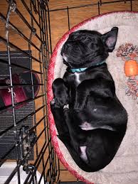 Puppies are sold with their ears cropped by our vet (optional), registration papers, full breeding rights, vaccinations, hip/health warranties, discounted training, and lifetime support. Presa Canario Puppies For Sale Atlanta Ga 314303