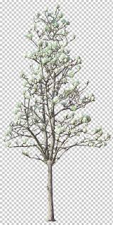Tree Magnolia Euclidean Png Big Branch Christmas Tree Conifer Elm Fall Wallpaper Tumblr Fall Wallpaper Magnolia