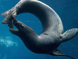 Leopard Seal Leopard Seal Marine Animals Animals