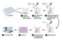Antibodies are blood proteins produced in response to a specific antigen. Elisa Wikipedia