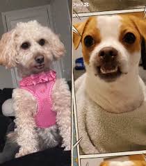 Video of Daisy Singing with White Man