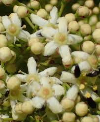 Image result for Gymnosporia arenicola