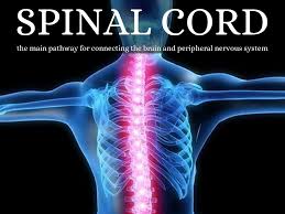 Survival rates for brain and spinal cord … Nervous System By Snlchavez3