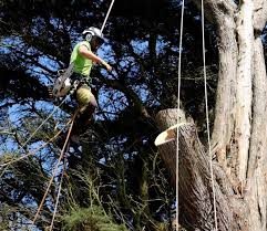 We as a business have. Tdg Tree Services Tree Services Isle Of Wight Arborist Isle Of Wight Tree Surgery Isle Of Wight