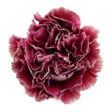 Pin On Fifty Flowers Selection