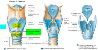 Larynx Diagram Posterior World Of Reference