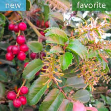 Image result for Grewia avellana