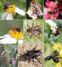 Image result for Dissotis glandulosa