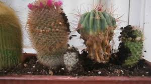 Just like with succulents, repotting and replanting cacti is occasional but necessary. Replanting Cactus Olga S Dreamland Youtube