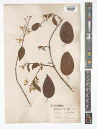 Image result for Tristellateia africana