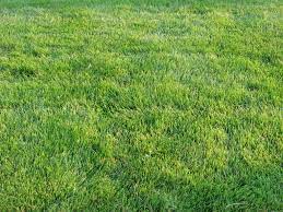 Zoysia does well in warm climates and produces a lush, green lawn. Zoysia Emerald Wikipedia