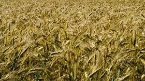 We did not find results for: Histoire Et Origine Du Couscous