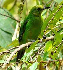 Tubuh bagian atas hijau zaitun, sayap kehitaman, tetapi sisi bulu putih, dibagian lingkar mata berwarna. Beragam Jenis Burung Cipoh Yang Populer Dan Patut Anda Ketahui