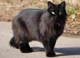 Maybe you would like to learn more about one of these? Kucing Hitam Pembawa Sial Atau Keberuntungan Wartabromo