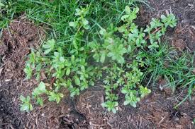 Its leaves appear thick, mucilaginous, and have a slightly sour and salty (piquant) taste. Purslane The Delicious Edible Weed With A Recipe For Purslane Salad Delishably