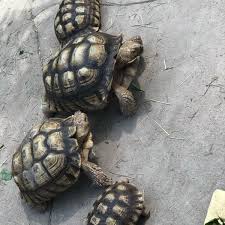 From wikipedia, the free encyclopedia. Malacca Butterfly Reptile Sanctuary Melaka Malaysia Travelopy