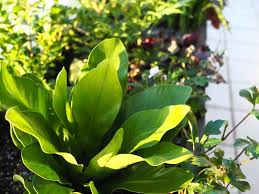 How should i water my garden. How Often Should You Water Plants Maintain Me