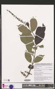 Image result for Bertiera aethiopica