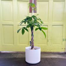 Image result for Pachira