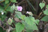 Image result for Ipomoea involucrata