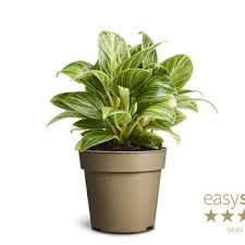 Image result for Rhoicissus digitata