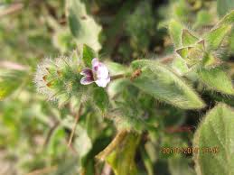 Image result for Nelsonia canescens