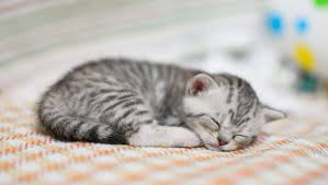 Richte deiner katze oder hund einen gemütlichen schlafplatz ein, der gerne bewohnt wird, sofern du dich gegen das schlafen in deinem bett entscheiden solltest. Soll Meine Katze Im Bett Schlafen Purina