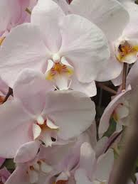 Growing orchids can become an addiction. Master Gardener Growing Orchids Press Enterprise